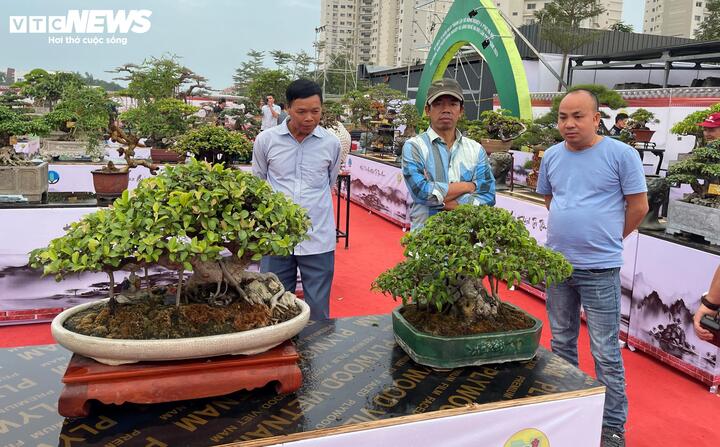 The tens of billions of dong bonsai garden in Binh Dinh makes Hanoi connoisseurs stunned - 8