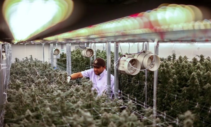 An indoor marijuana growing facility in Bangkok, Thailand. Photo: Reuters