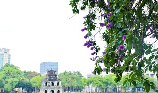 サルスベリの花がハノイの街を紫色に染める