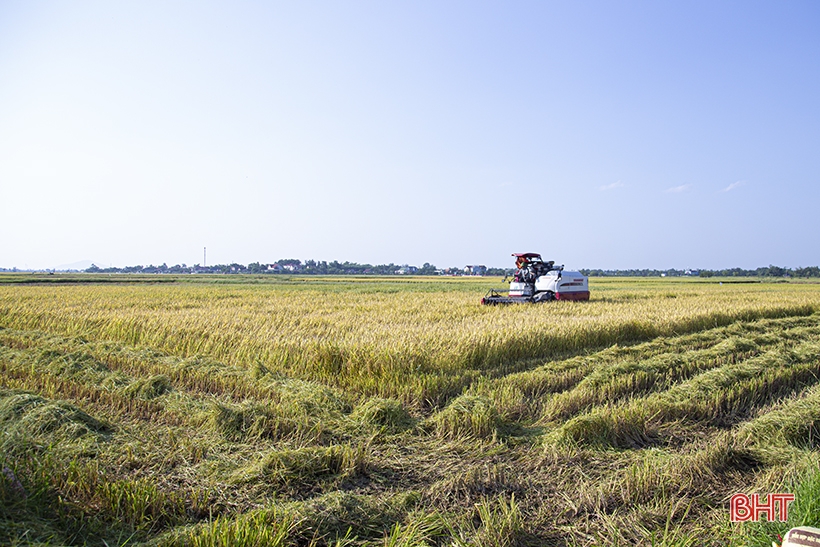 Los agricultores de Ha Tinh se apresuran a cosechar el arroz de primavera