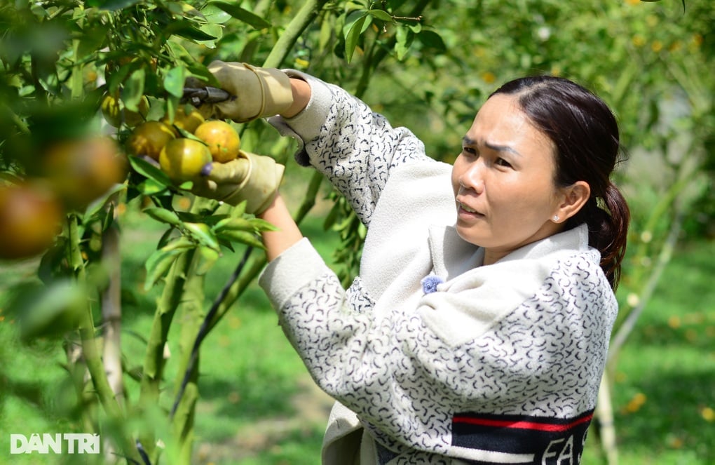 Độc chiêu kiếm hàng trăm triệu đồng dịp cận Tết của chủ vườn trái cây - 1