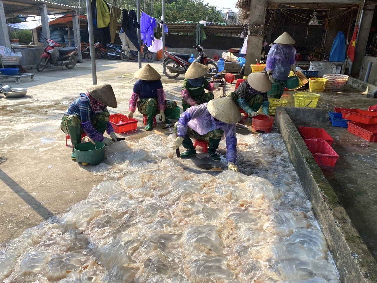 Chàng trai Thanh Hóa xuất khẩu thành công món ngon làm từ một loài động vật trôi lập lờ bờ biển- Ảnh 1.