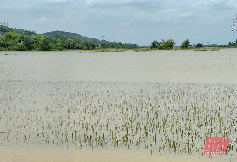 Hop Ly farmers harvest flooded rice fields early