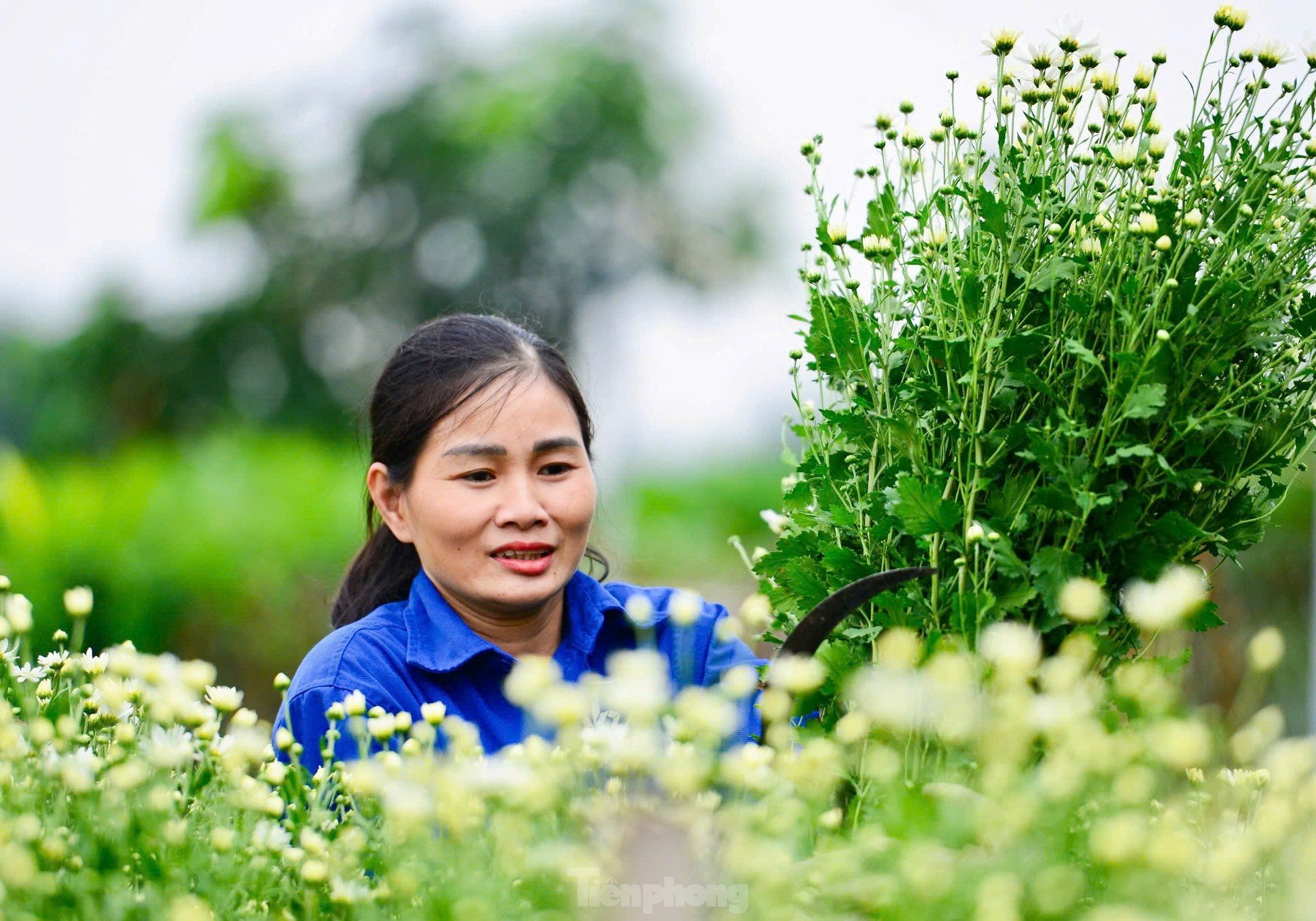 สวนดอกเดซี่หายากที่รอดพ้นจากพายุไต้ฝุ่นยางิที่บานสะพรั่ง อวดสีสันให้ชม ภาพที่ 5