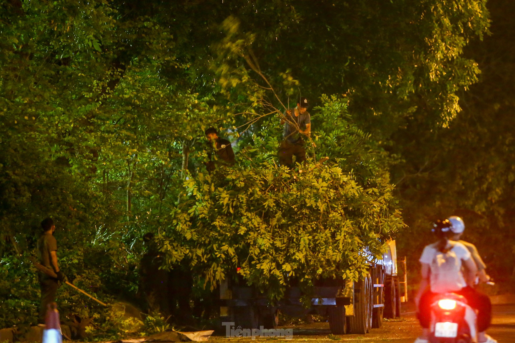 Pruning the hundred-year-old rosewood trees on Lang Street overnight, photo 15