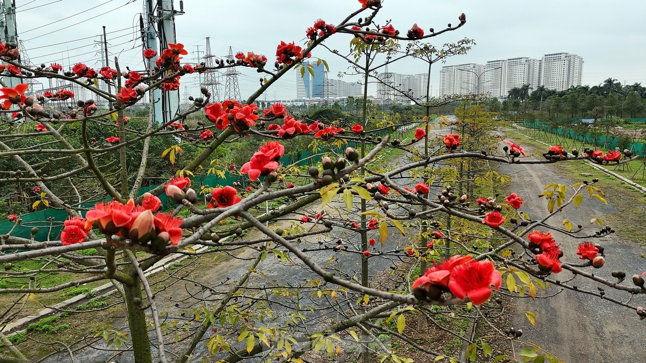 Erfreuen Sie sich an den gelben Windspielblumen, die in der ersten Saison auf den Straßen von Hanoi blühen. Foto 12