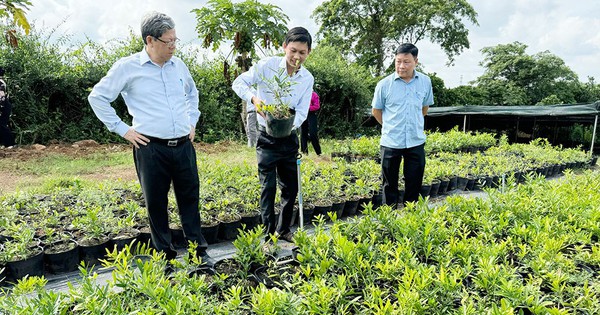 โรคอะไรได้บ้างที่โสมโบจิน โสมซานจี และโสมมิโมซ่าพูดิกา สามารถรักษาโรคอะไรได้บ้างที่ทำให้ผู้ประกอบการแห่มาลงทุนที่ด่งนาย?