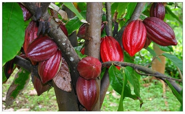 Cocoa prices increase, growers are excited