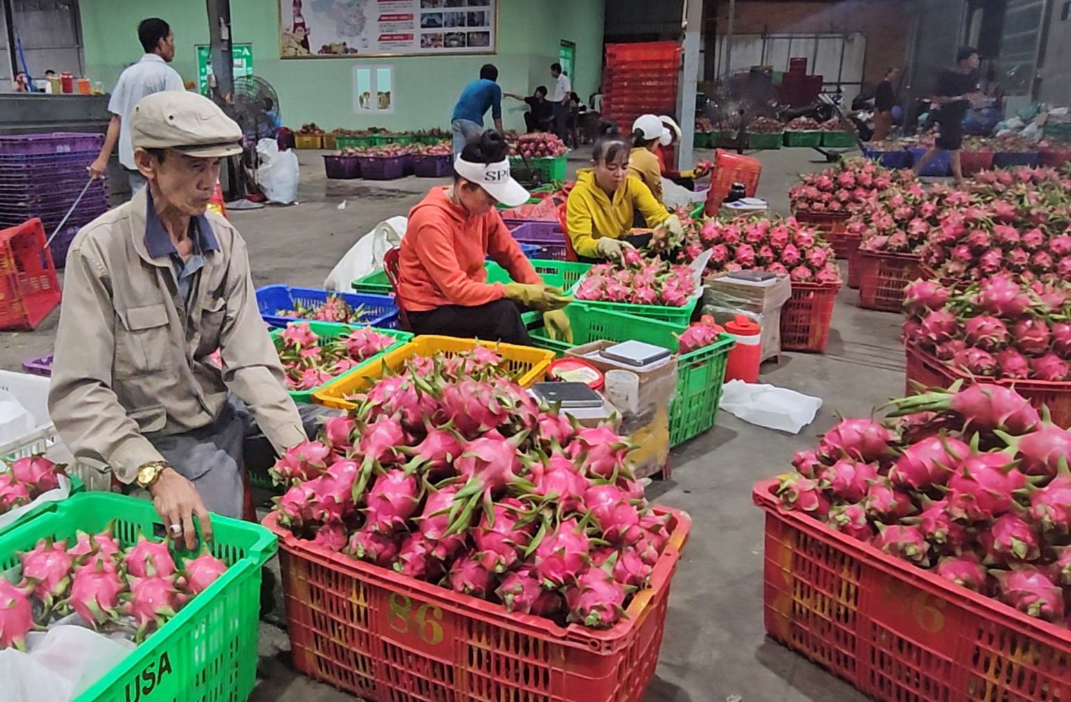 Thanh long là một trong số các mặt hàng bị nhận những cảnh báo từ EU - Ảnh: N.TRÍ