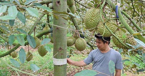 ปราบปรามอสูรร้ายร้ายที่ทำลายต้นทุเรียนพันล้านที่จังหวัดดั๊กลักด้วยของถูกๆ