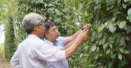 Culture biologique de poivrons, agroforesterie