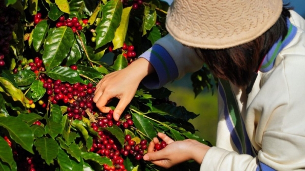 L'offre est complétée, les prix du café à l'exportation commencent à baisser