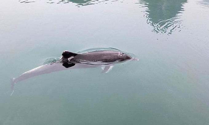 Dolphins appeared at the entrance of Hang Luon on March 29. Photo: Bui Trong Anh