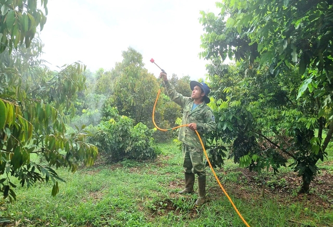 Gia đình anh Bùi Văn Dương (làng Bluk Blui, xã Ia Ka, huyện Chư Păh) chỉ sử dụng các chế phẩm sinh học phun cho vườn cây. Ảnh: Tuấn Anh.