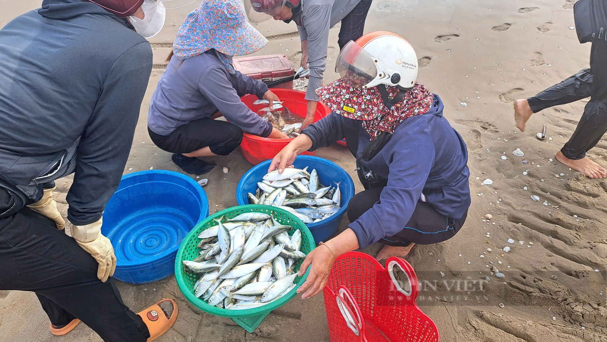 Hà Tĩnh: Ngư dân phấn khởi trúng đậm cá bạc má gần bờ- Ảnh 3.