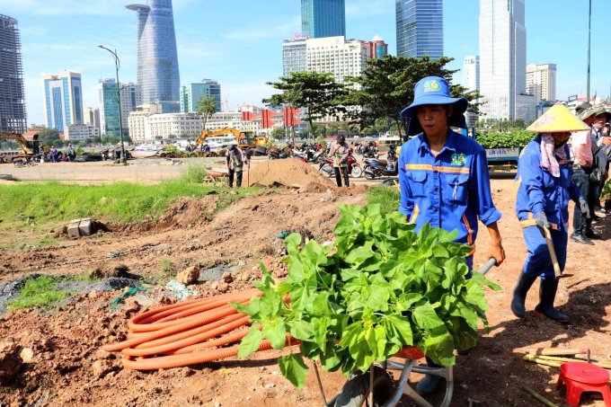 Công nhân chuyển hoa hướng dương trồng ở các luống đã chuẩn bị sẵn sáng 28/11. Ảnh: Hồ Đinh