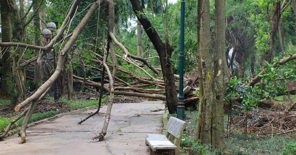 ¿Por qué los parques de Hanoi todavía están llenos de árboles caídos?