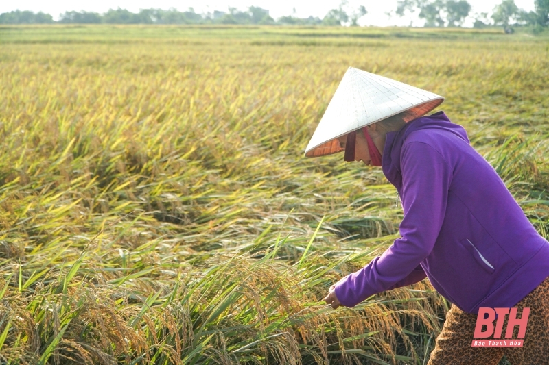 Los agricultores de Hop Ly cosechan temprano los campos de arroz inundados