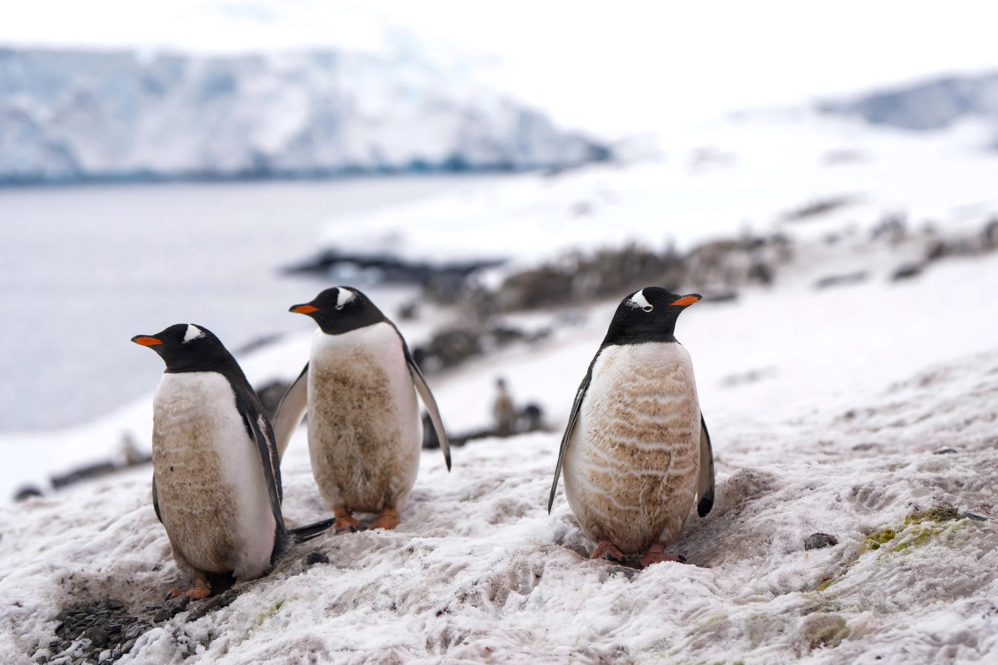 World's largest snowflake moves to threaten wildlife image 2