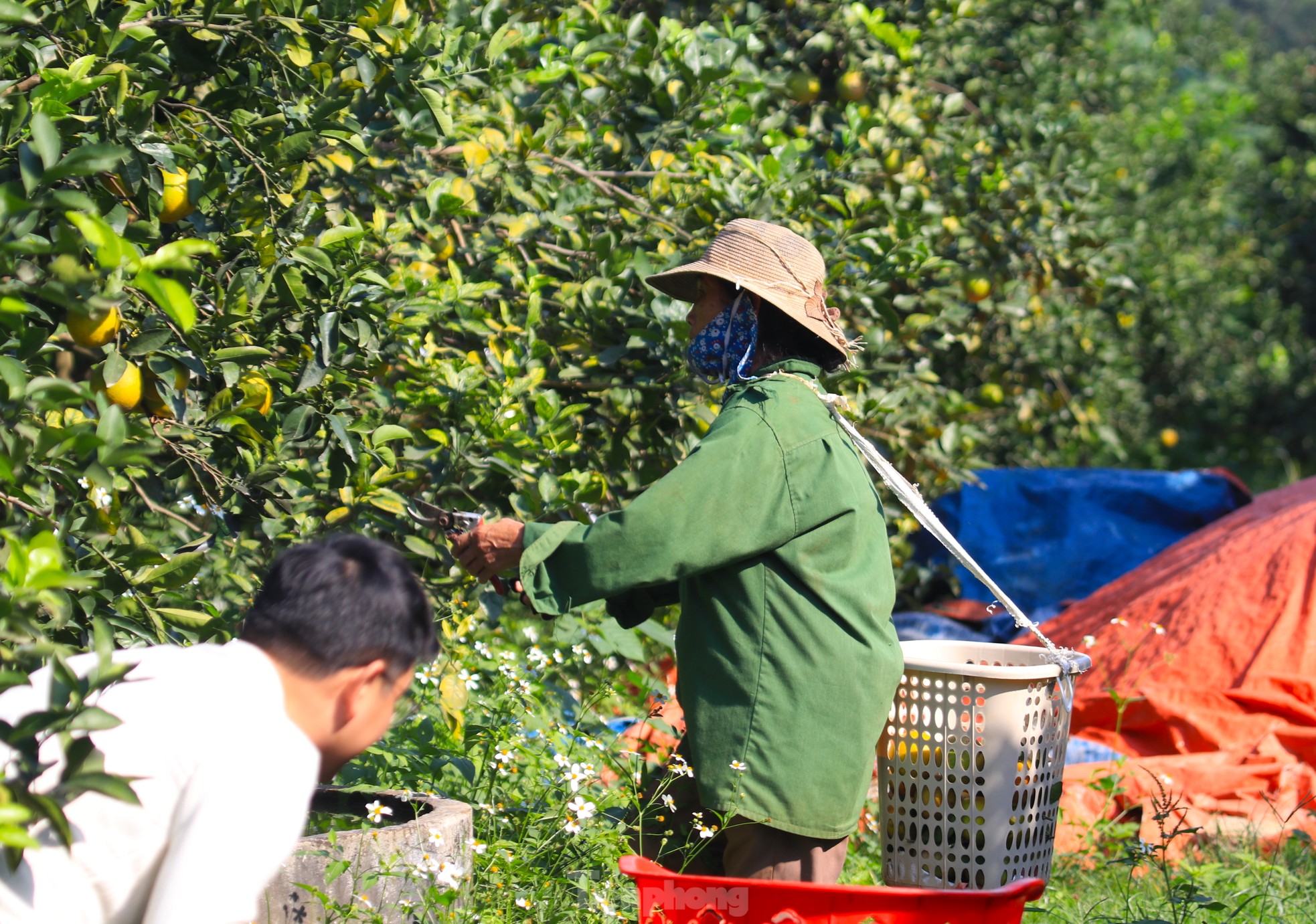 Old farmer from Nghe An reveals secret to prevent specialty oranges from falling off photo 11