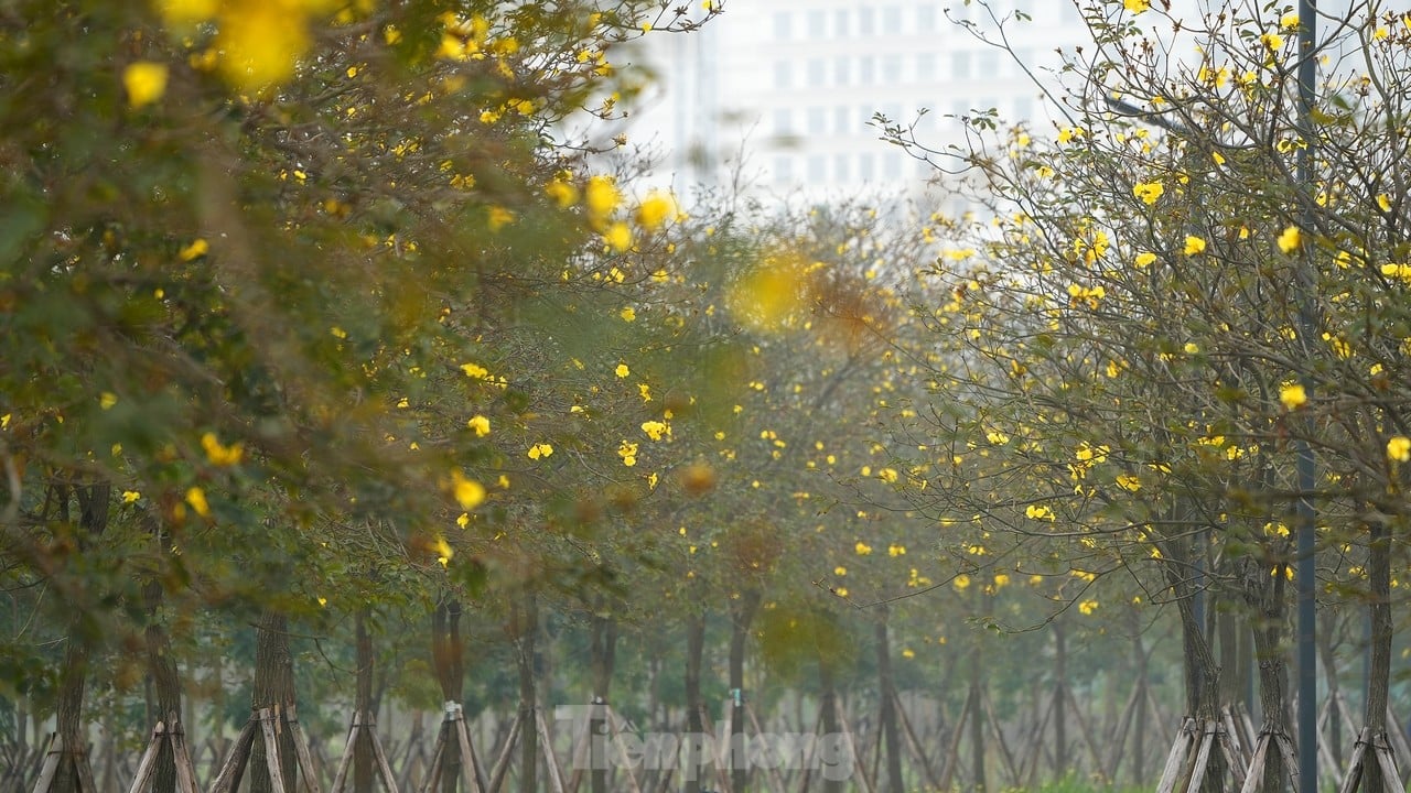 ハノイの街角で季節の初めに咲く黄色い風鈴の花を堪能してください。写真8