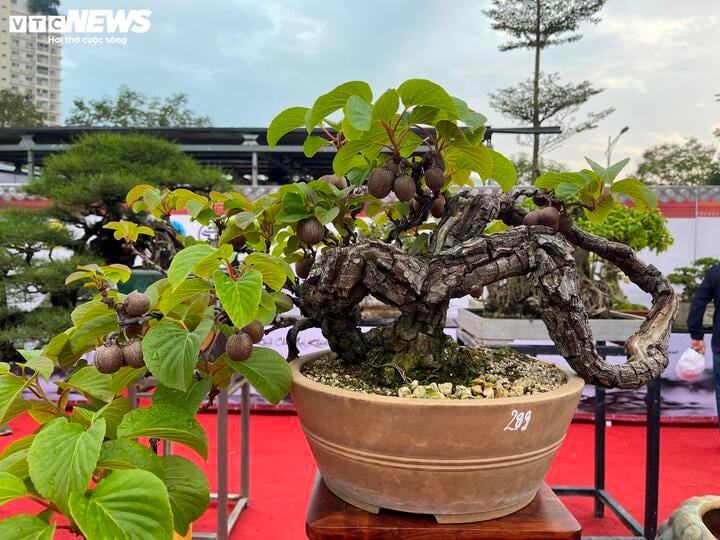 The tens of billions of dong ornamental garden in Binh Dinh makes Hanoi connoisseurs stunned - 6