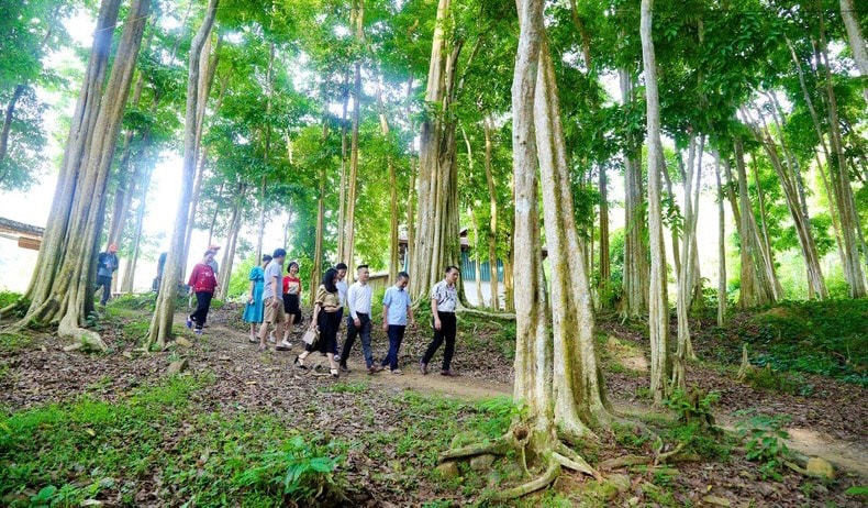 Nghệ An chuyển mục đích sử dụng hơn 25 ha đất rừng để thực hiện 4 dự án