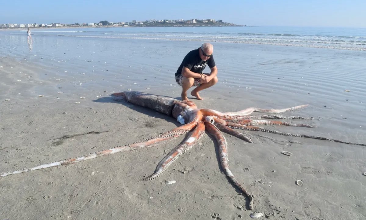 ¿Por qué no se pueden mantener calamares gigantes en acuarios?