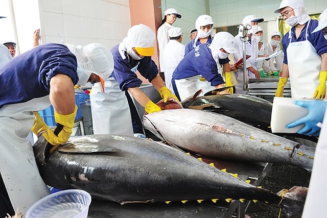 米国とEUへのマグロ輸出が再び加速