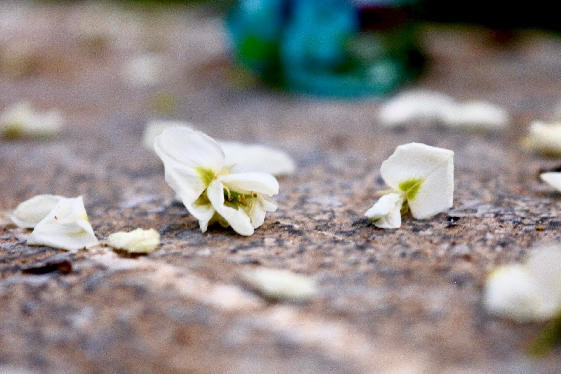 De nombreux coins de rues de Hanoi sont recouverts de neige avec la couleur blanche pure des fleurs de Sua photo 14