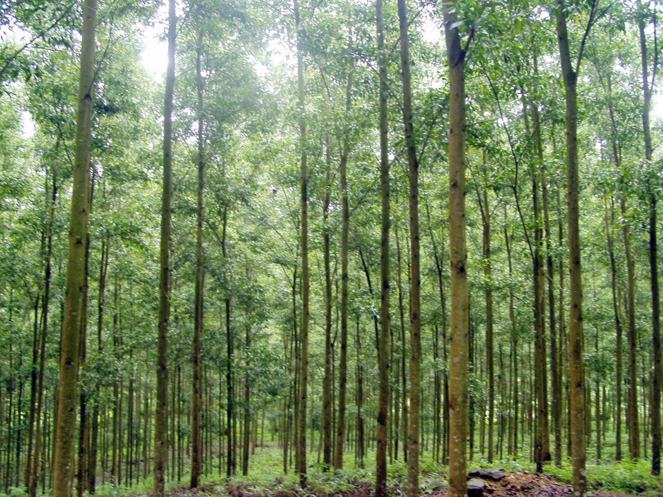 La liquidation des forêts plantées doit être conforme aux dispositions de la loi forestière.