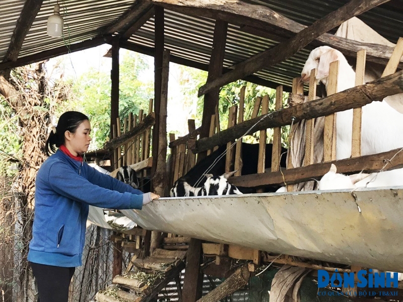 Mô hình chăn nuôi dê tại huyện CưMgar mang lại hiệu quả cao