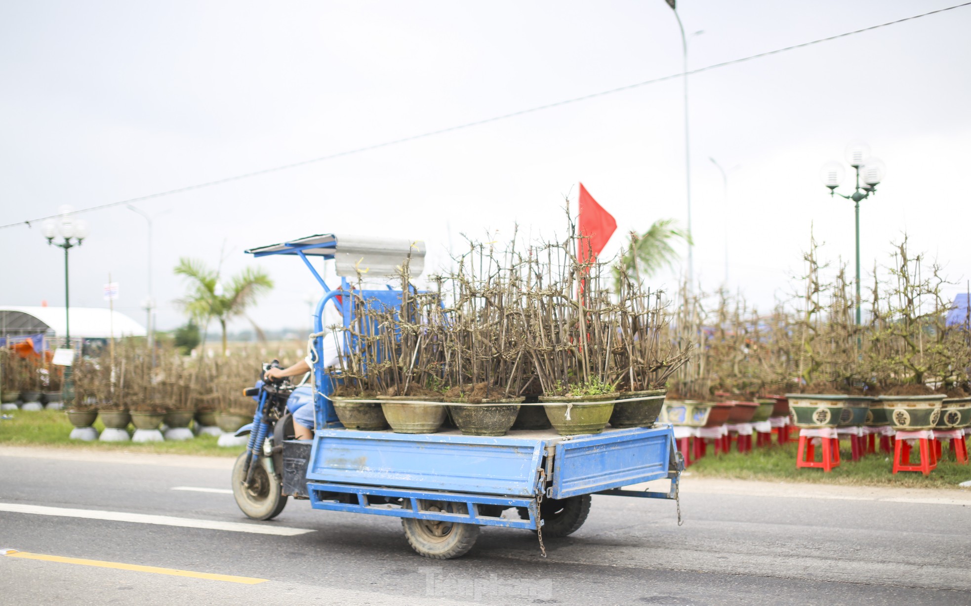 Gardeners are busy setting up stalls and putting mai flowers on the street to 'keep' customers, photo 10