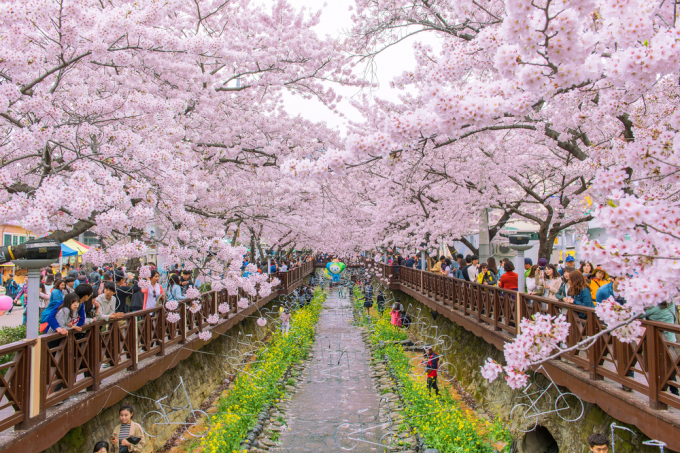 Kirschblütenfest in Jinhae-gu (Seoul, Südkorea). Foto: WeGo