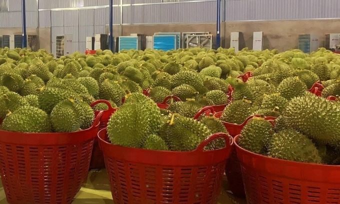 ทุเรียนในโกดังของบริษัทแห่งหนึ่งในเตี่ยนซาง ภาพโดย: ไห่ถ่วน