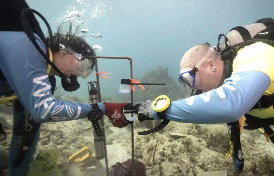 Regenerating coral from the sounds of life