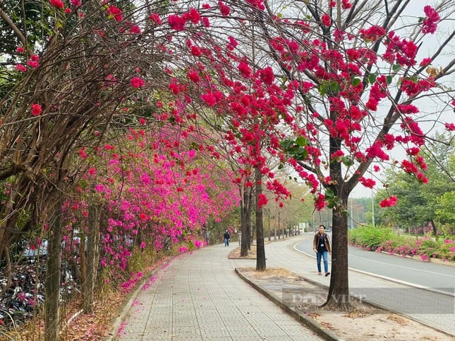 La hermosa carretera de flores de papel como en una película en la ciudad de Ho Chi Minh está causando revuelo en Internet. Foto 3