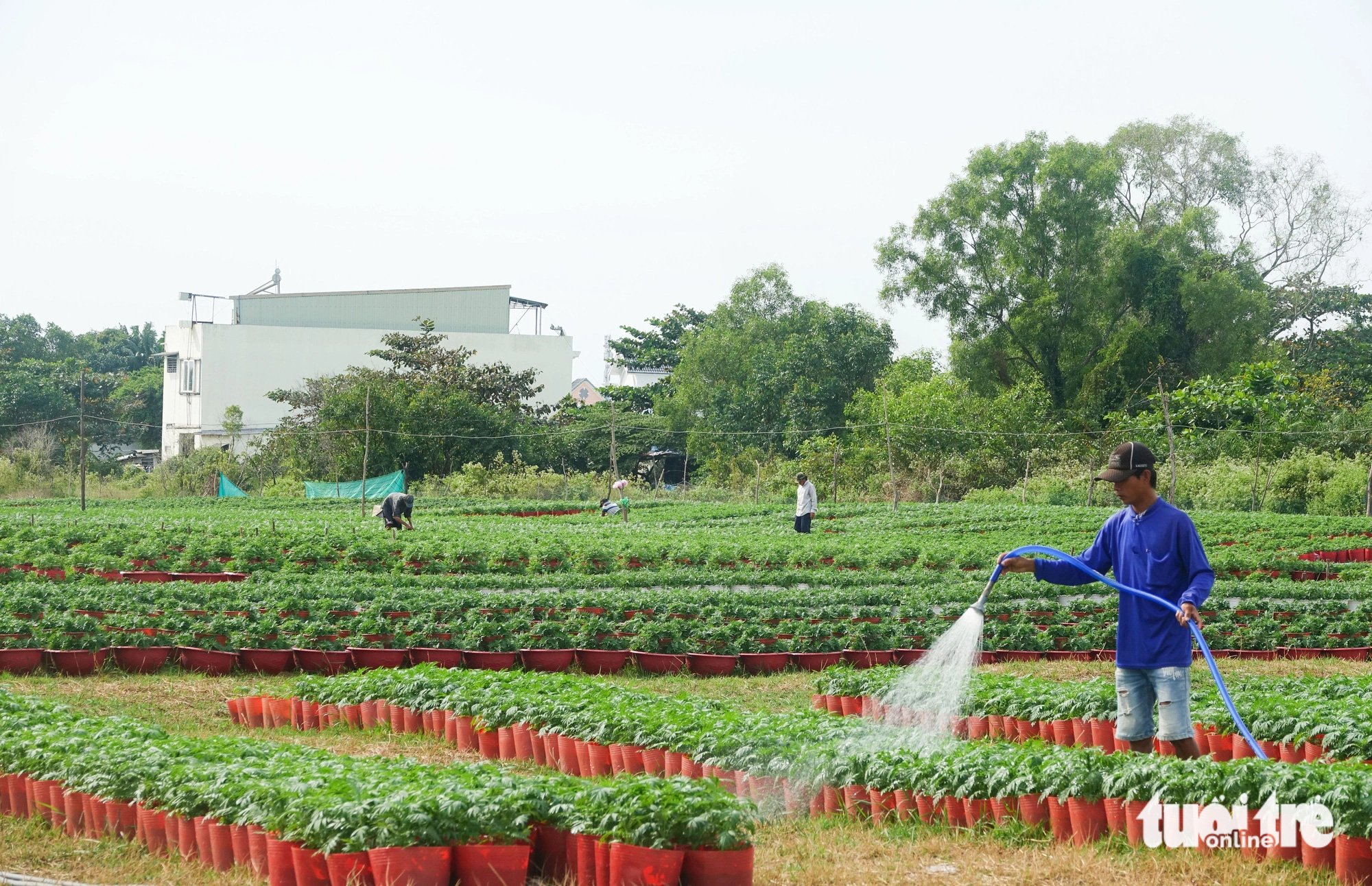 Dân trồng hoa Tết ở Phú Quốc phấn khởi khi được khách đặt hàng sớm - Ảnh 5.