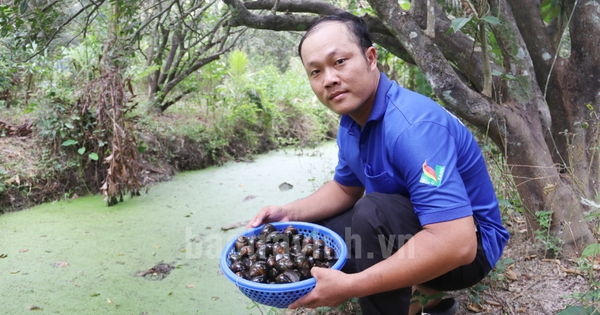 Đào rãnh nuôi ốc bươu đen đặc sản đẻ cản chả kịp ở Trà Vinh, làm ốc gác bếp bán 120.000 đồng/kg