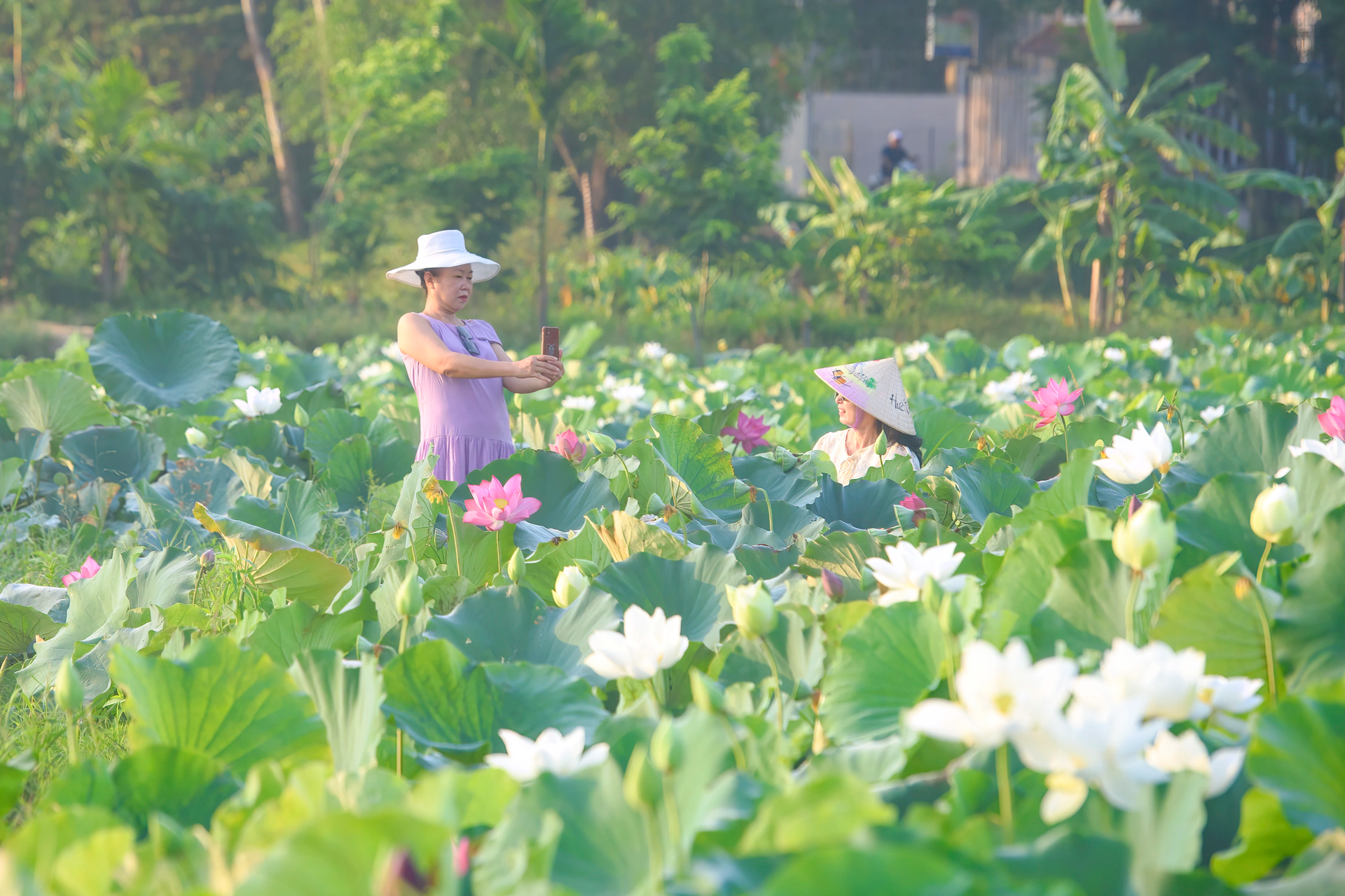 Đầm sen ở Huế nở rộ tuyệt đẹp, nhiều người tìm đến chụp ảnh - 9