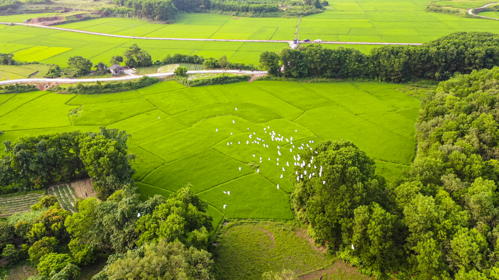 ស្ថិត​នៅ​កណ្តាល​វាលស្រែ​របស់​ភូមិ Lang Ruong ឃុំ Dai Binh ស្រុក Dam Ha ព្រៃ Nui Hua ជា​ជម្រក​សត្វ​ស្វា​រាប់​ពាន់​ក្បាល។