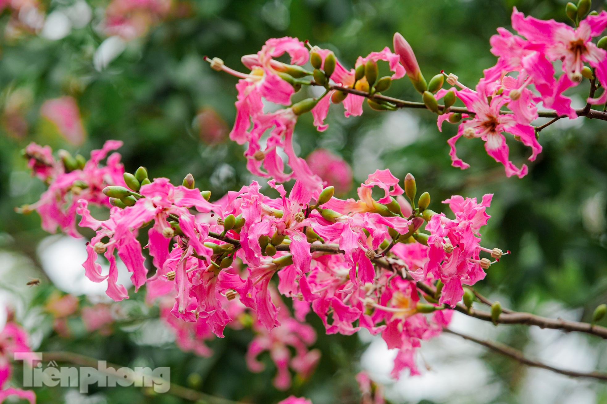 Bewundern Sie die bezaubernde Pracht wunderschöner Blumen im Herzen von Hanoi