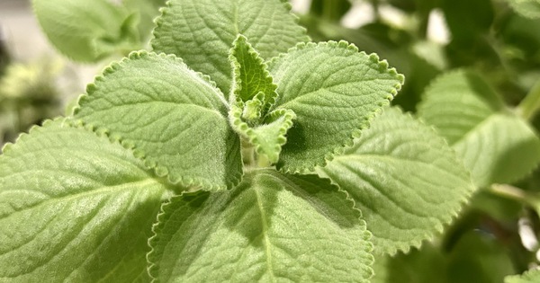 Les herbes et les épices augmentent la résistance et préviennent les maladies lors des changements de saison