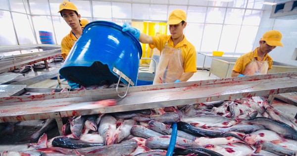 Nam Viet Seafood doubles capital, many expect business to accelerate at the end of the year