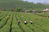 High-tech tea growing in Moc Chau. (Photo in article: Quoc Dinh)