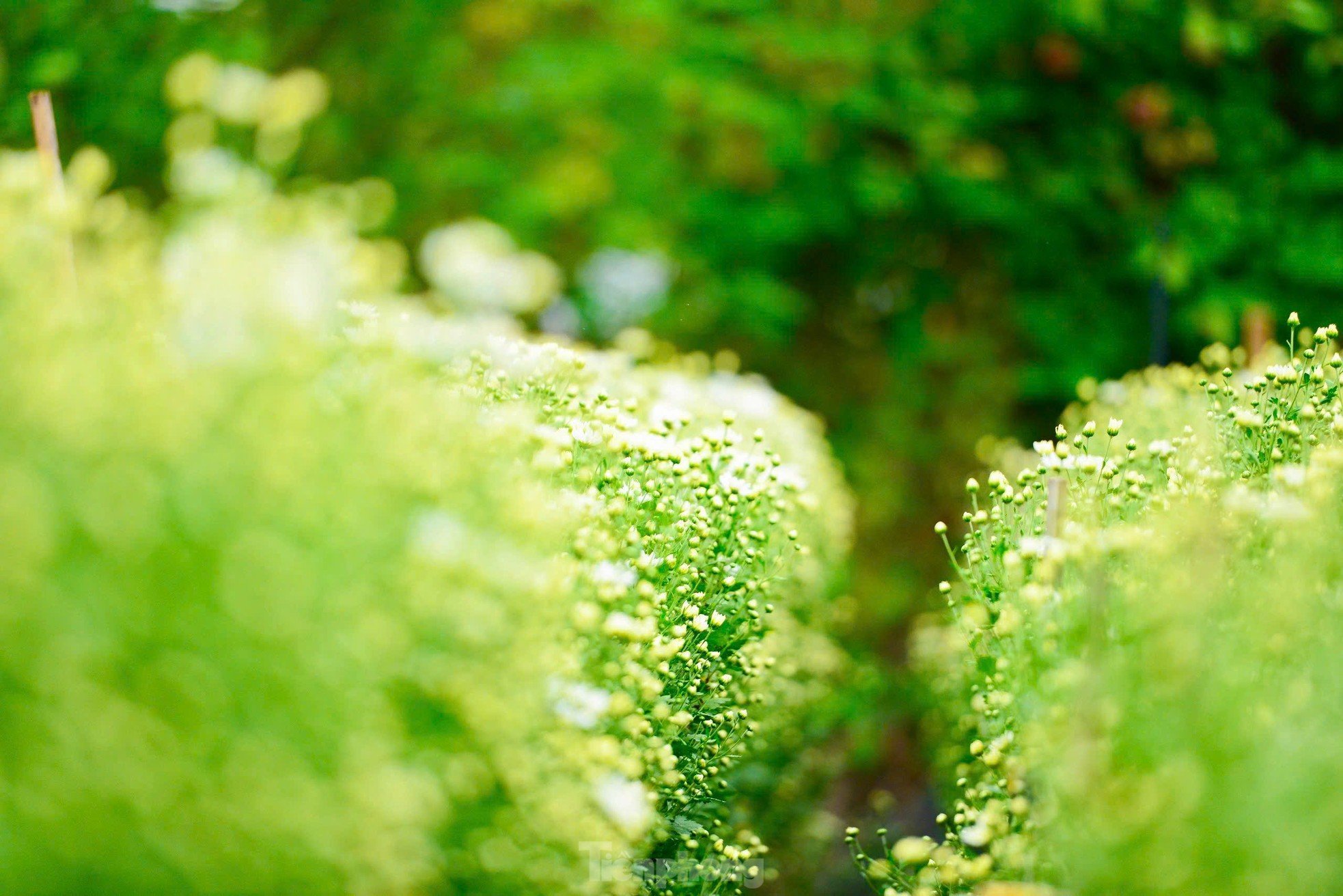 สวนดอกเดซี่หายากที่รอดพ้นจากพายุไต้ฝุ่นยางิที่บานสะพรั่ง อวดสีสันให้โลกได้เห็น ภาพที่ 10