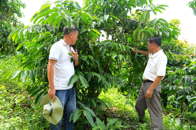 Vườn cà phê của ông Lê Văn Hải canh tác hướng hữu cơ từ năm 2019 khi liên kết với Công ty TNHH MTV cà phê Bazan Đắk Nông. Ảnh: Hồng Thủy.