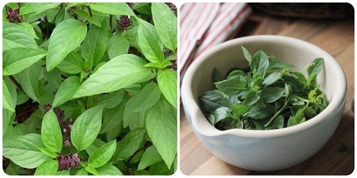 Rau húng quế có tác dụng gì là băn khoăn của nhiều người