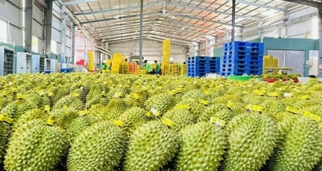 Nearly 800 million USD worth of durian exported through Kim Thanh border gate, Lao Cai