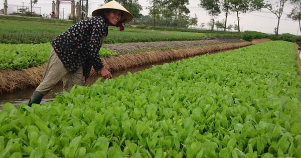 តើឃុំណាខ្លះនៅ Thua Thien Hue ដែលទើបតែត្រូវបានទទួលស្គាល់ថាមានស្តង់ដារជនបទថ្មីជឿនលឿន?